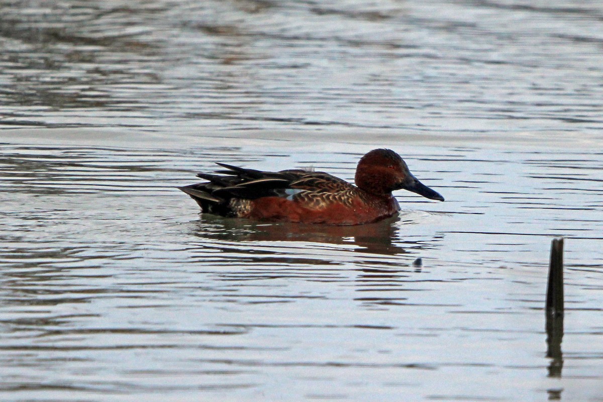 アカシマアジ - ML647639345