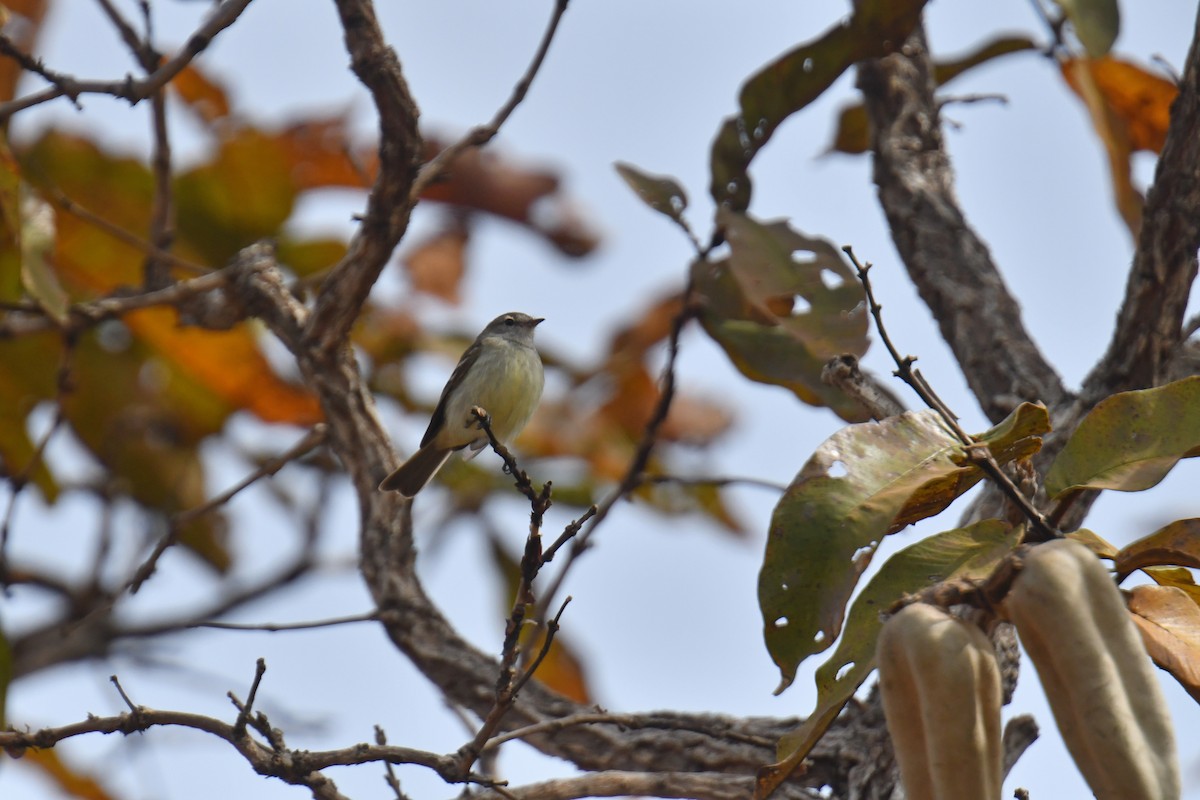 Mouse-colored Tyrannulet (Southern) - ML647639350