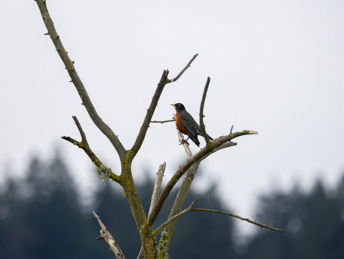 コマツグミ - ML647639351