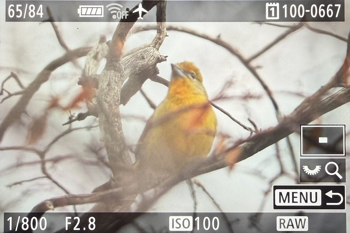 レンガフウキンチョウ（hepatica グループ） - ML647639352