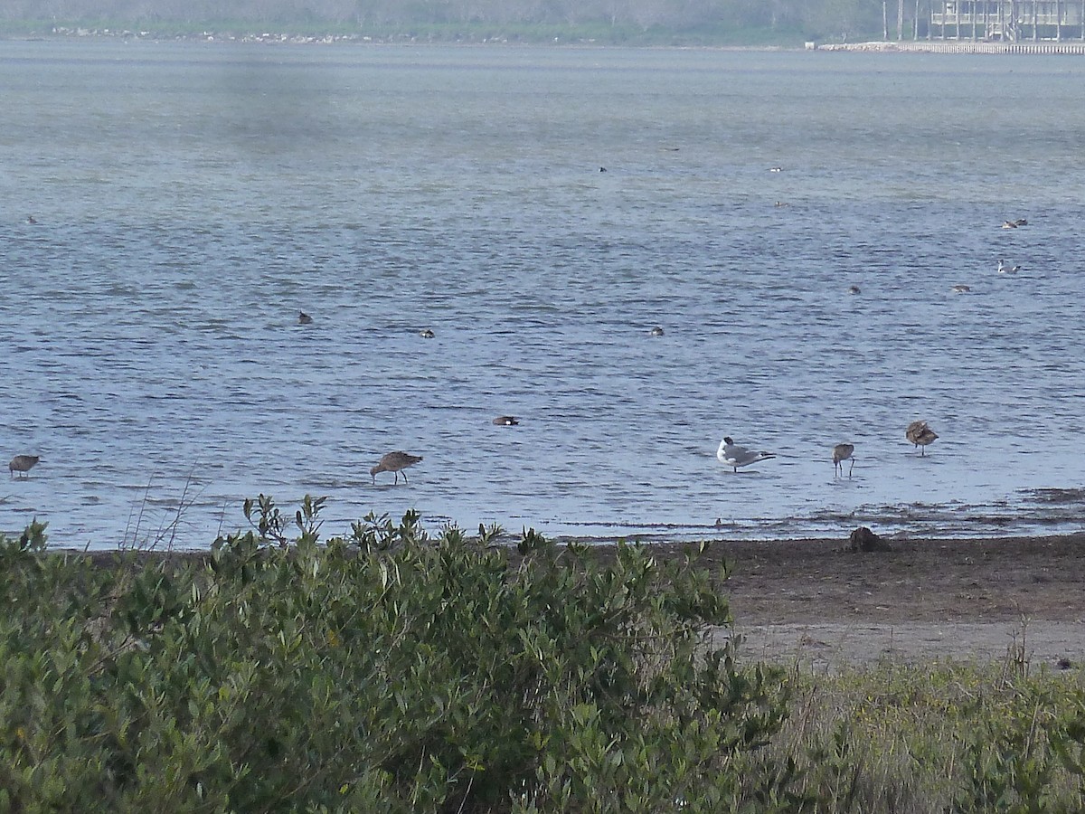 ワライカモメ - ML647639356