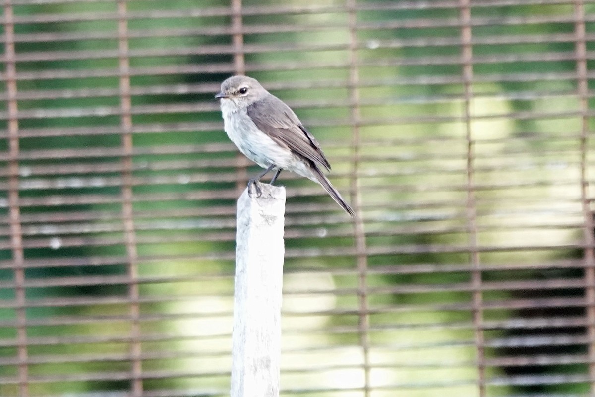 アフリカコサメビタキ - ML647639357