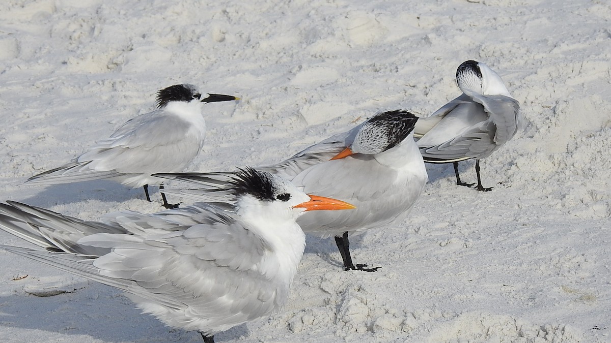 アメリカオオアジサシ - ML647639359