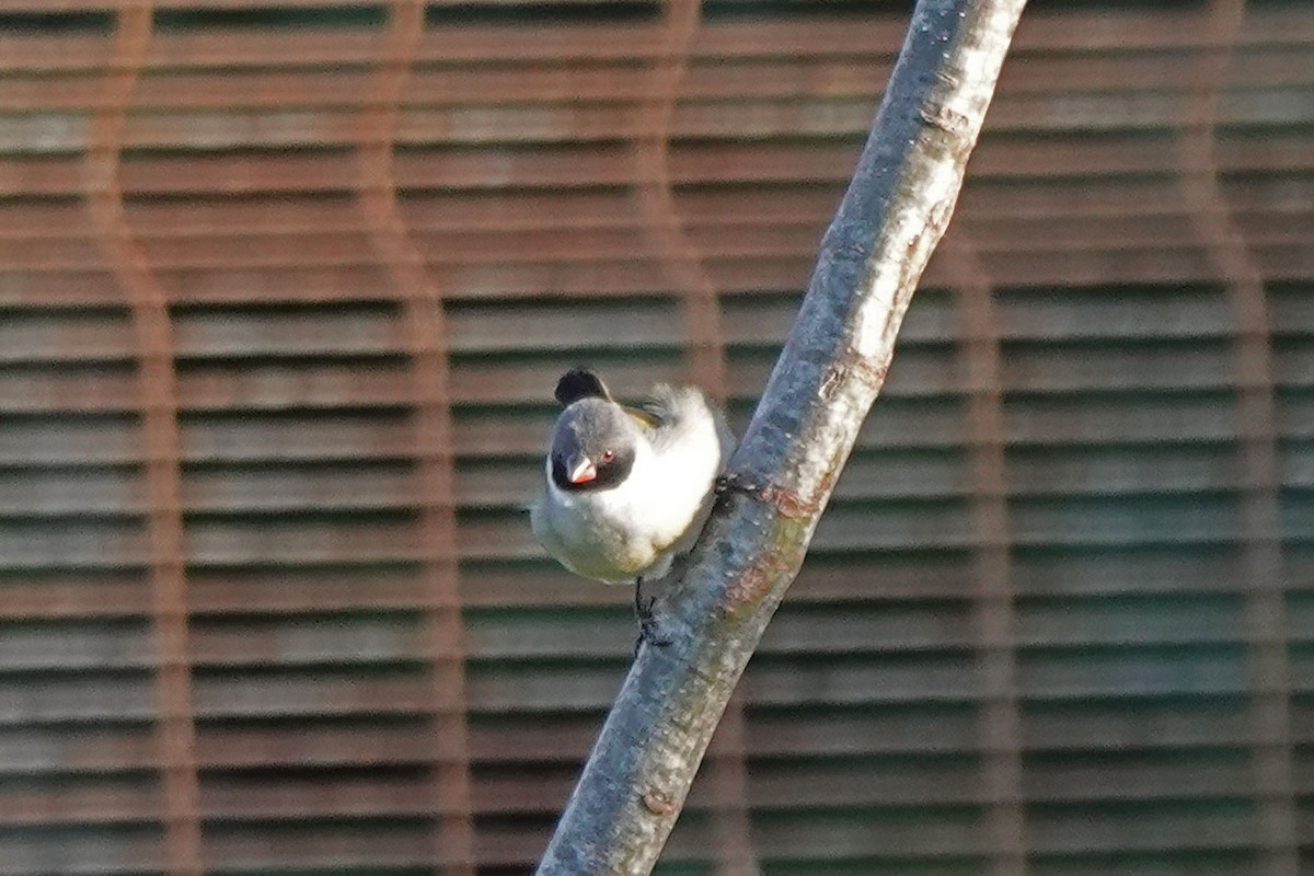 キバラカエデチョウ - ML647639360