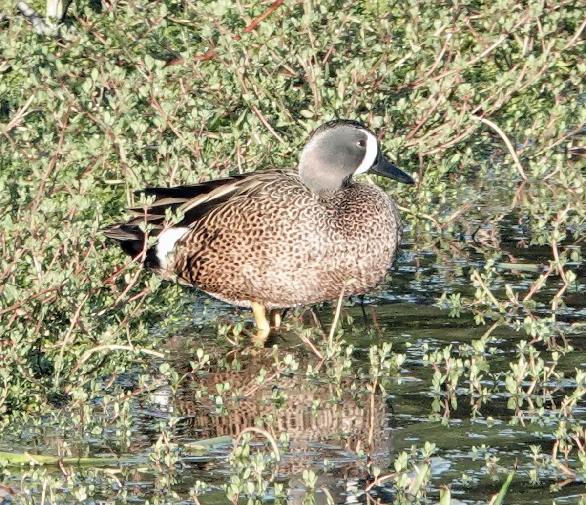 ミカヅキシマアジ - ML647639364