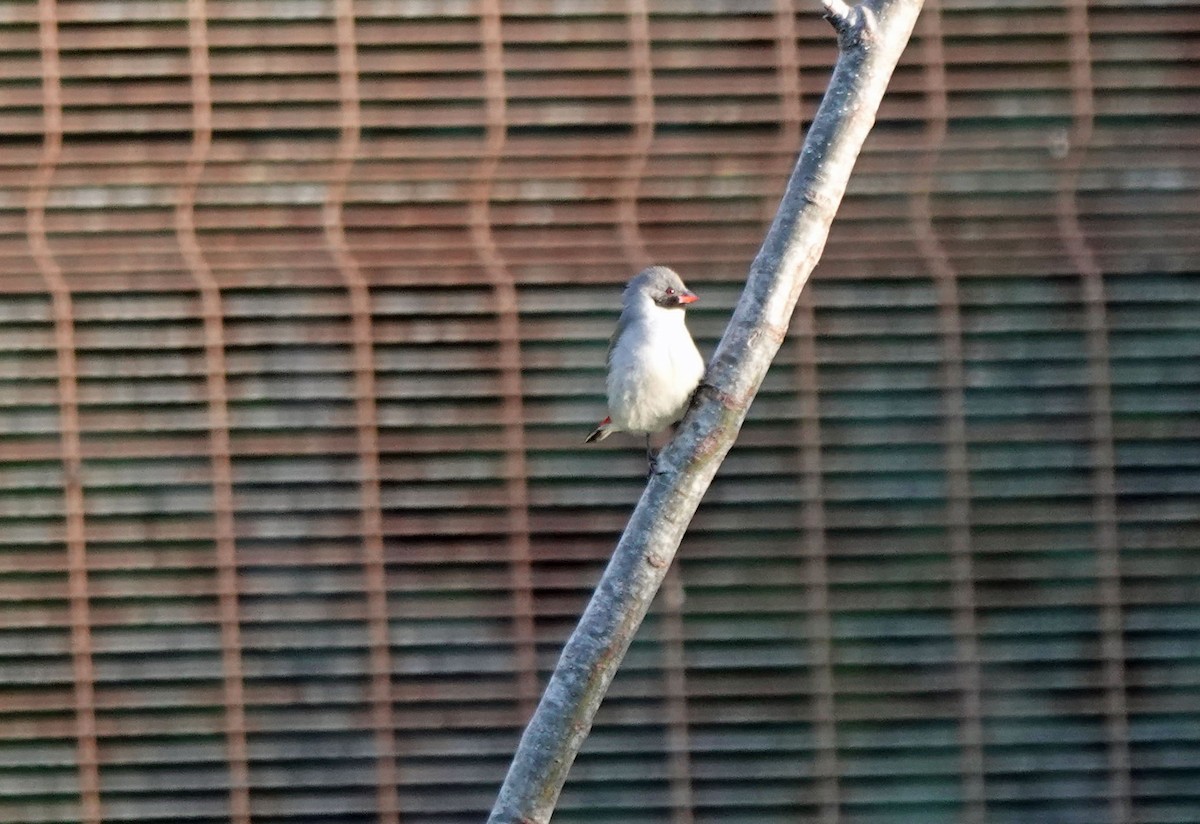 キバラカエデチョウ - ML647639365