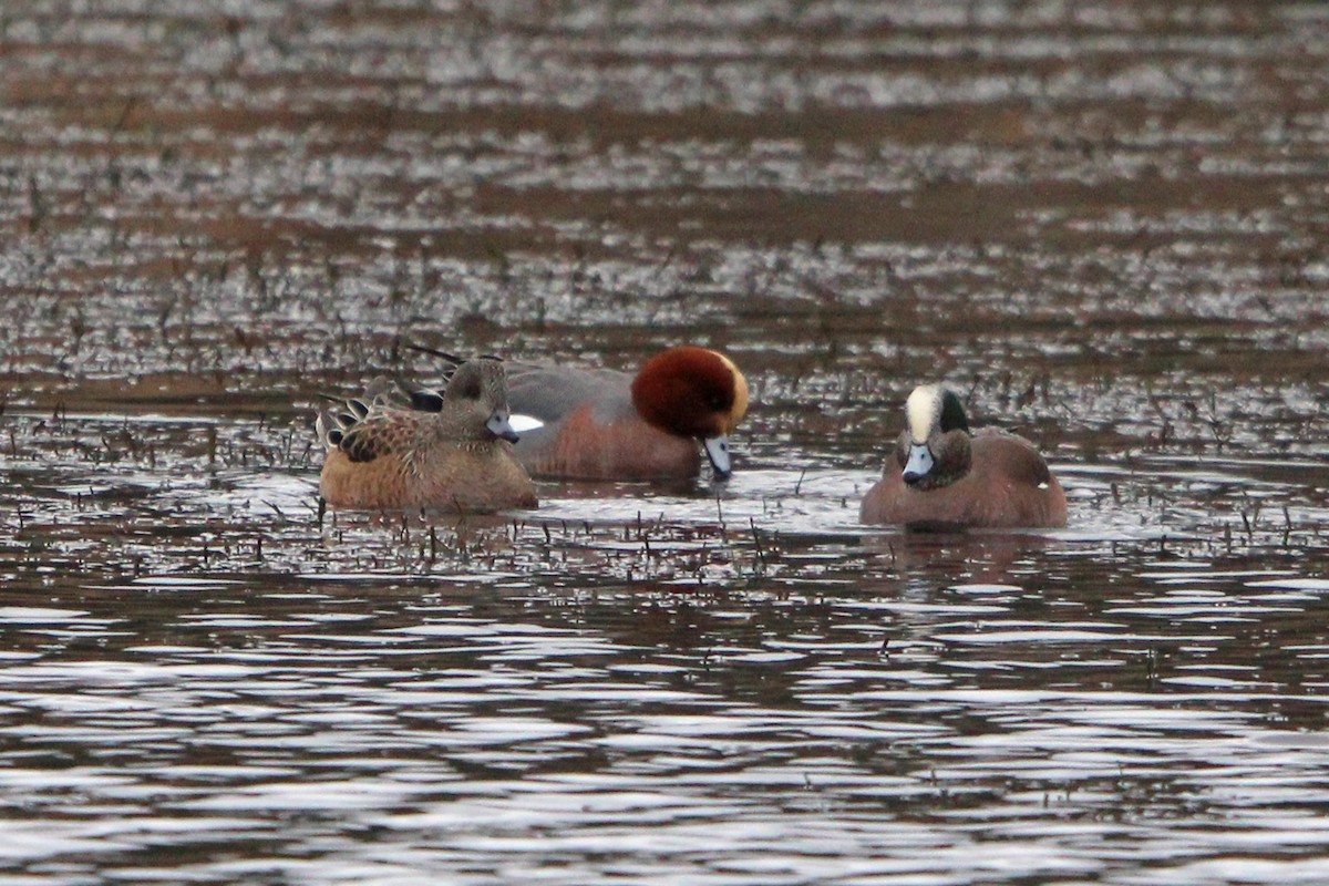 ヒドリガモ - ML647639366