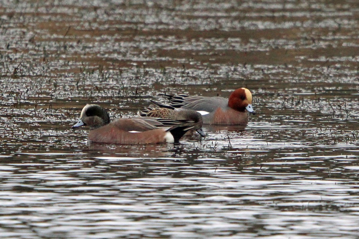 ヒドリガモ - ML647639367