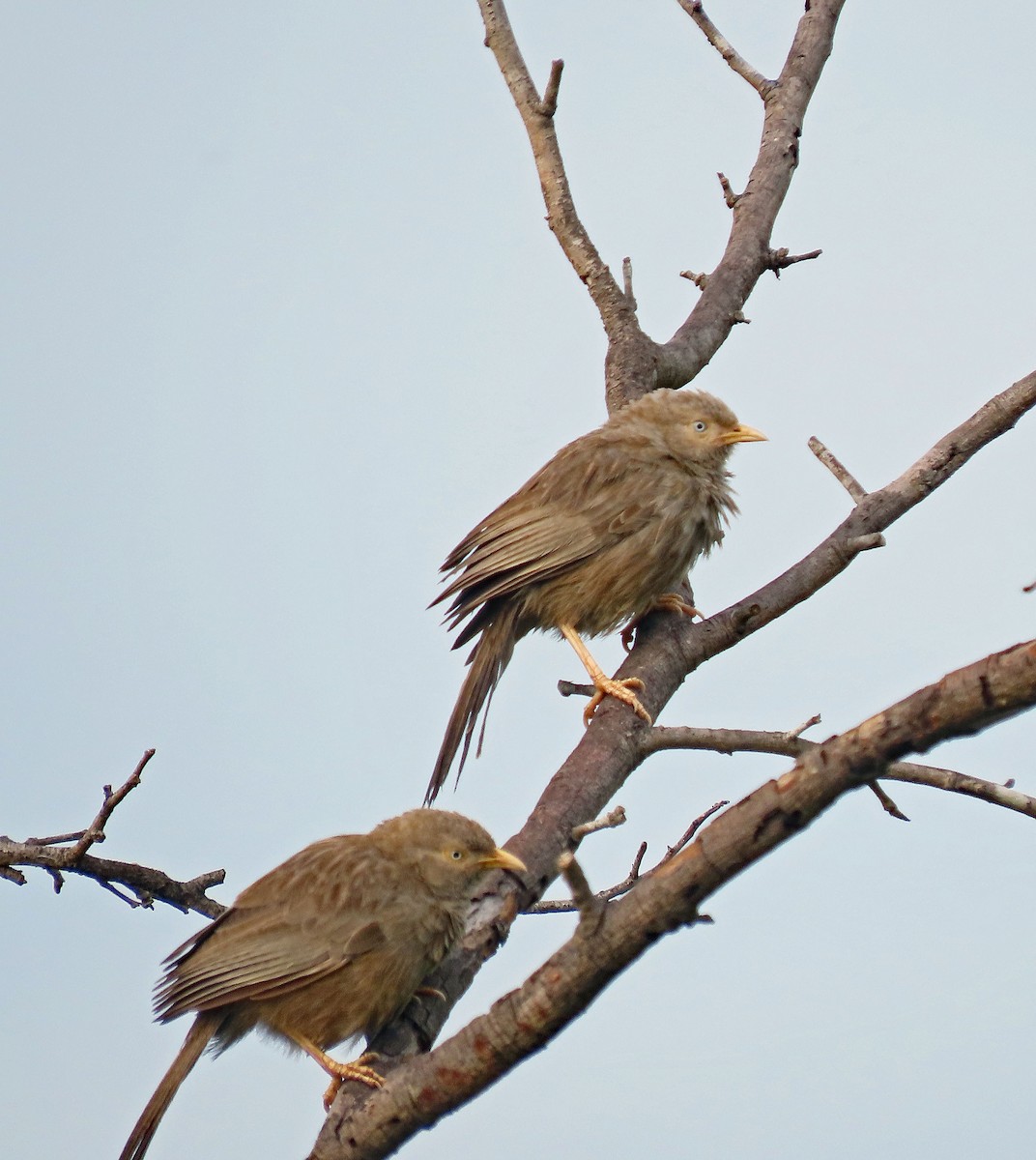 キバシヤブチメドリ - ML647639368