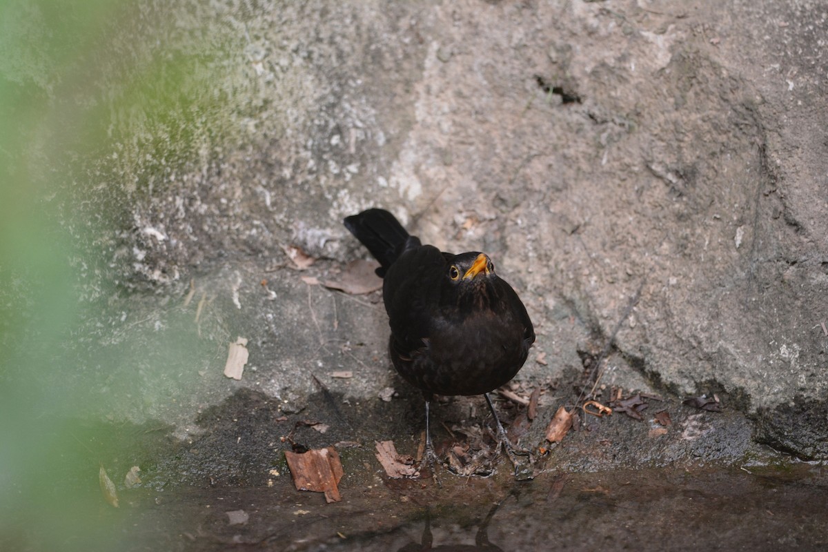 クロウタドリ - ML647639371