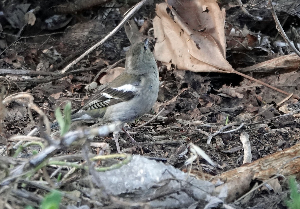 ズアオアトリ - ML647639372