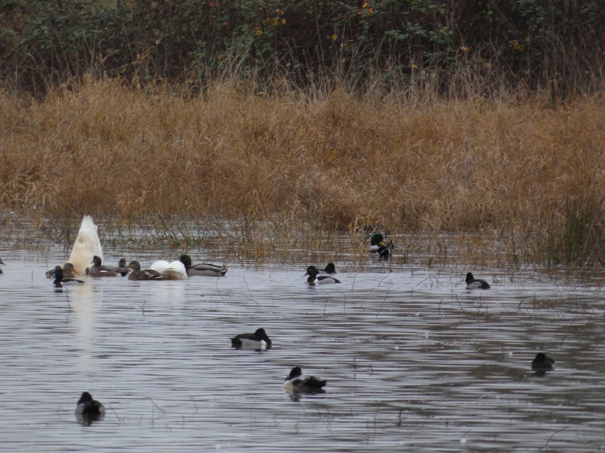 クビワキンクロ - ML647639376