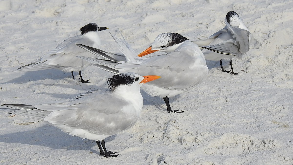 アメリカオオアジサシ - ML647639377