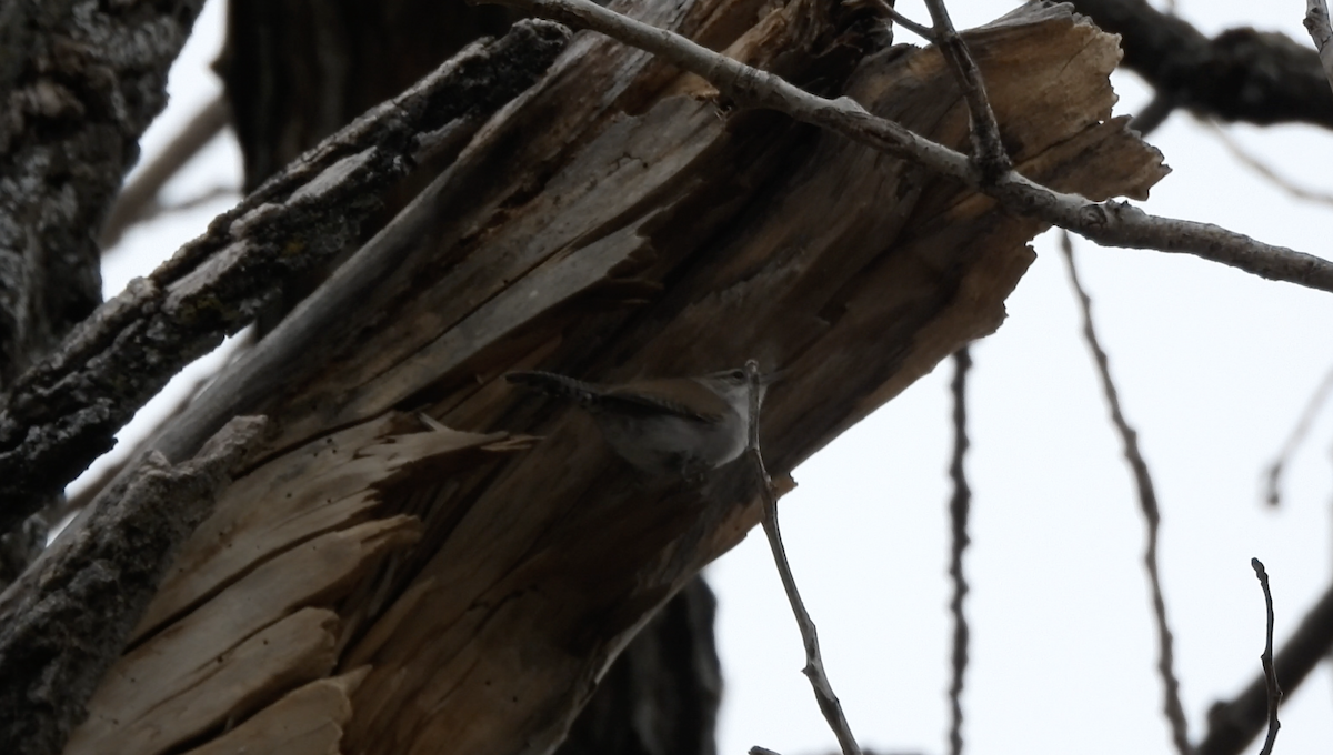 チャバラマユミソサザイ - ML647639378