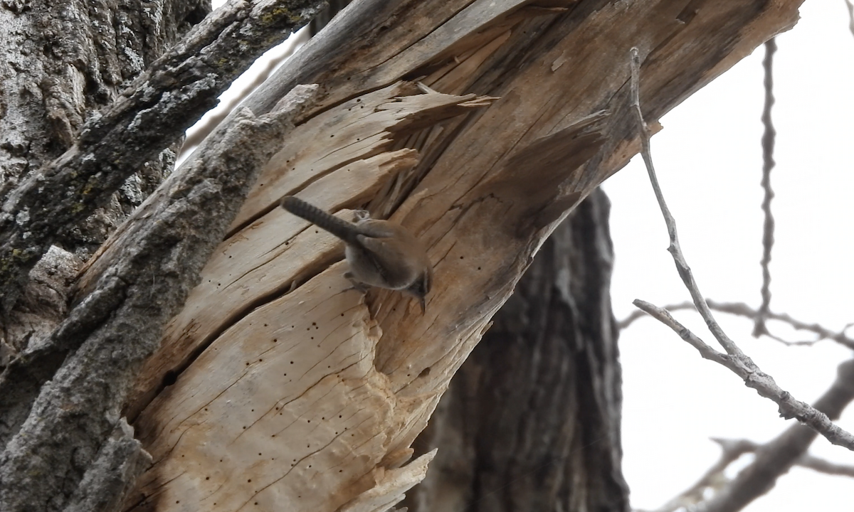 チャバラマユミソサザイ - ML647639379