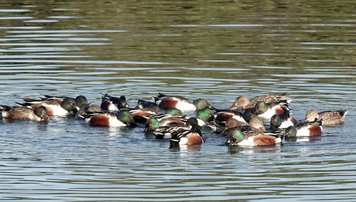 ハシビロガモ - ML647639380