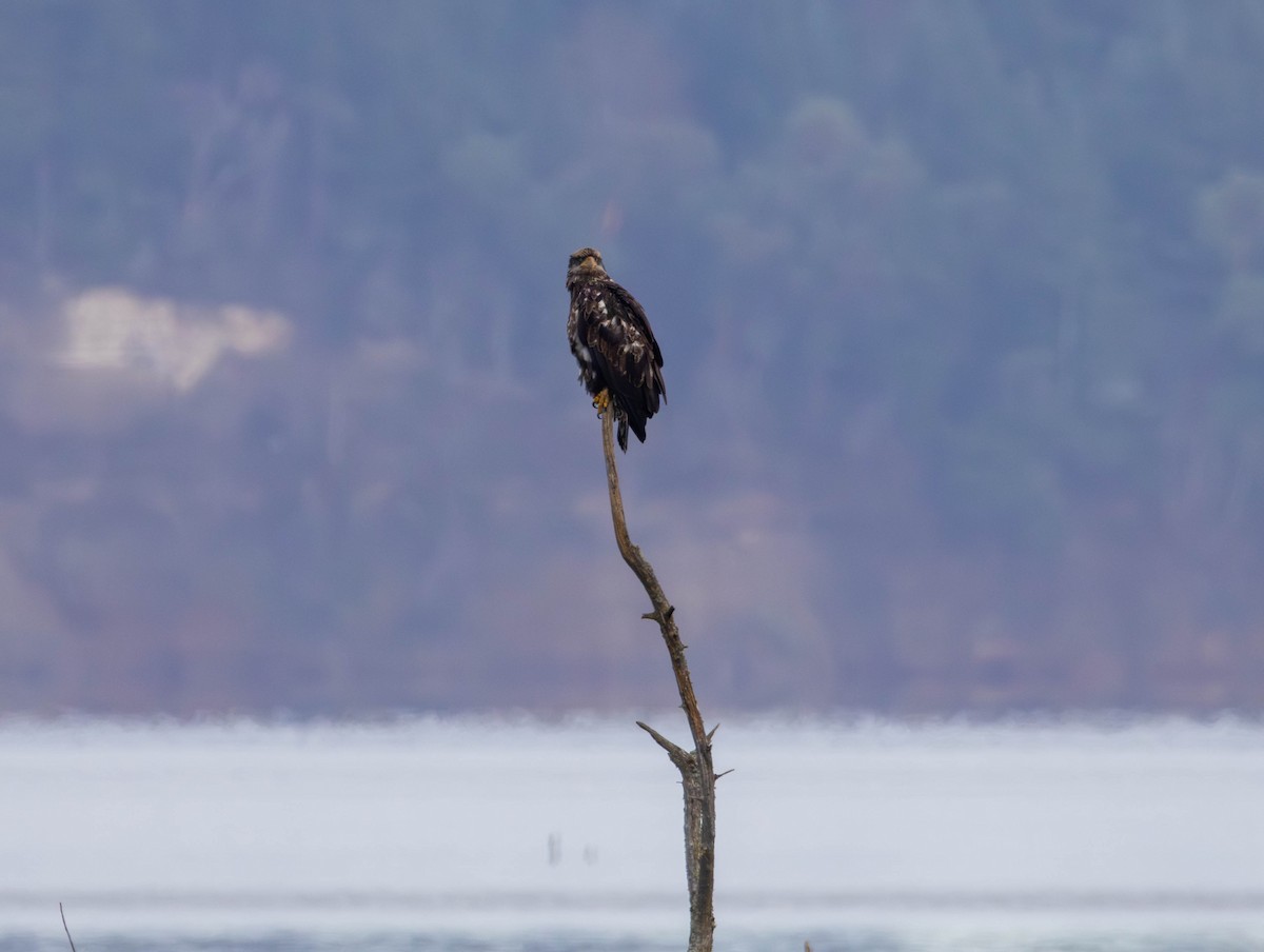 עיטם לבן-ראש - ML647639408