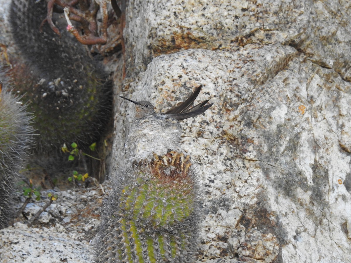 Giant Hummingbird - ML647639409