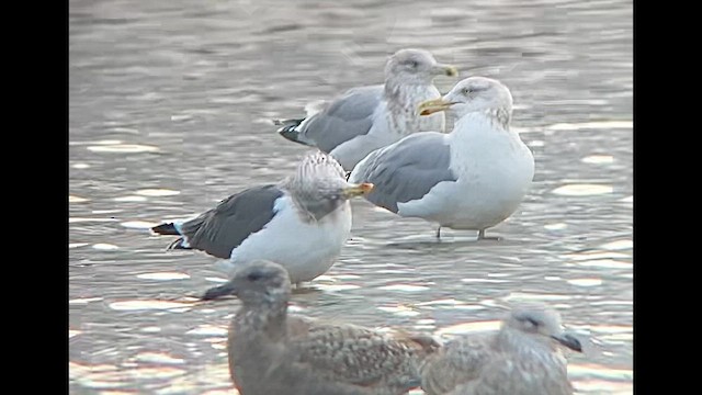 Lesser Black-backed Gull - ML647639442