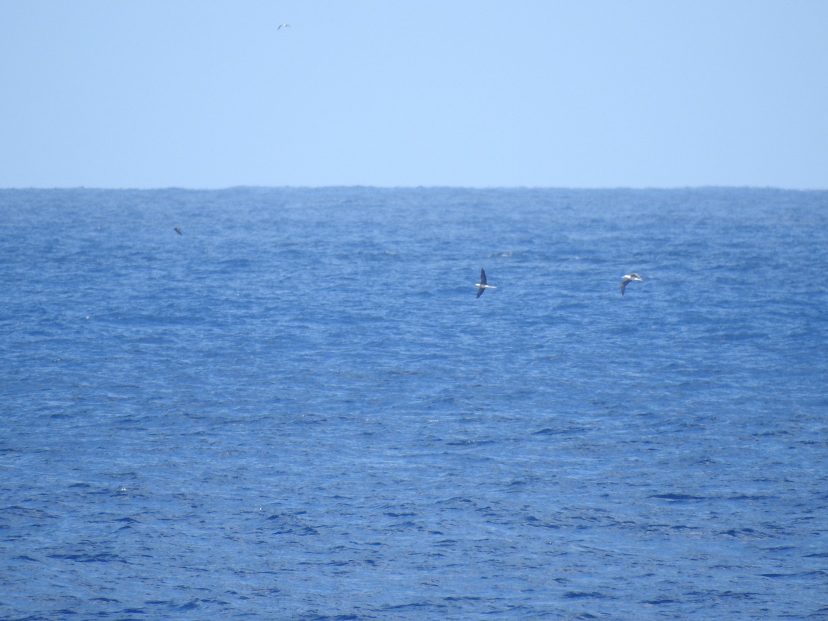 Red-footed Booby - ML647639446
