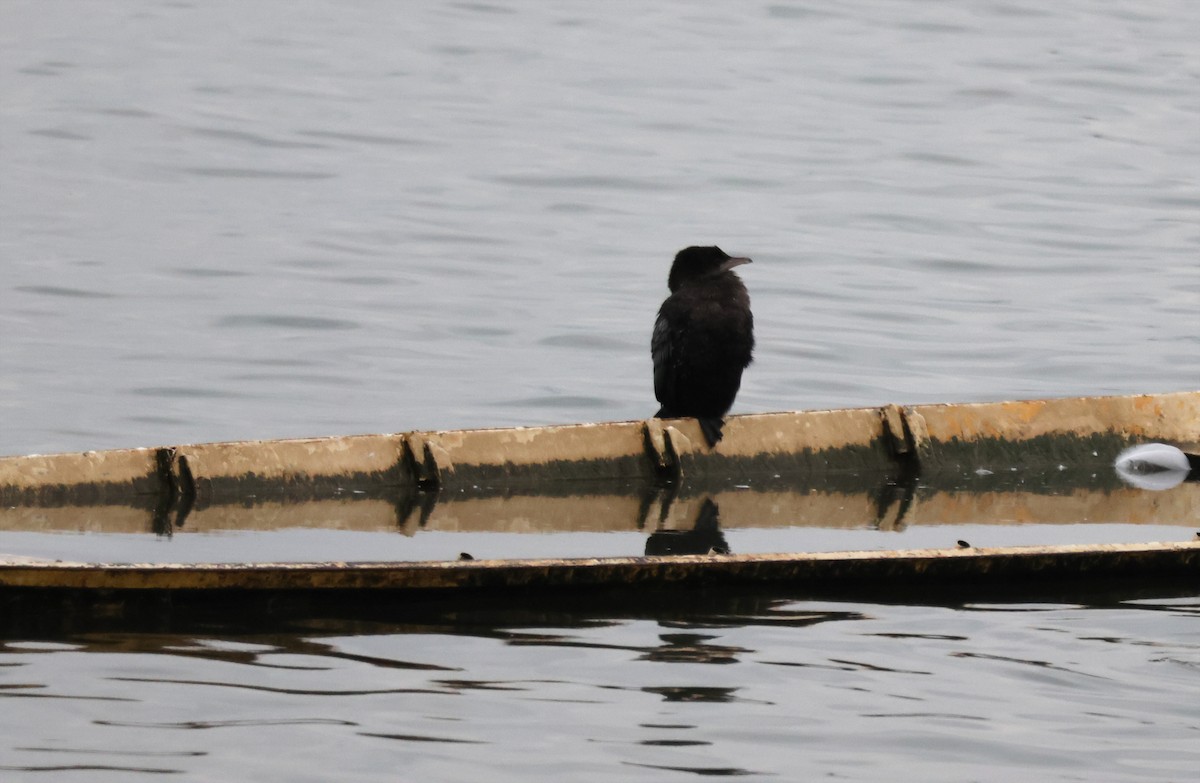 Баклан малий - ML647639451