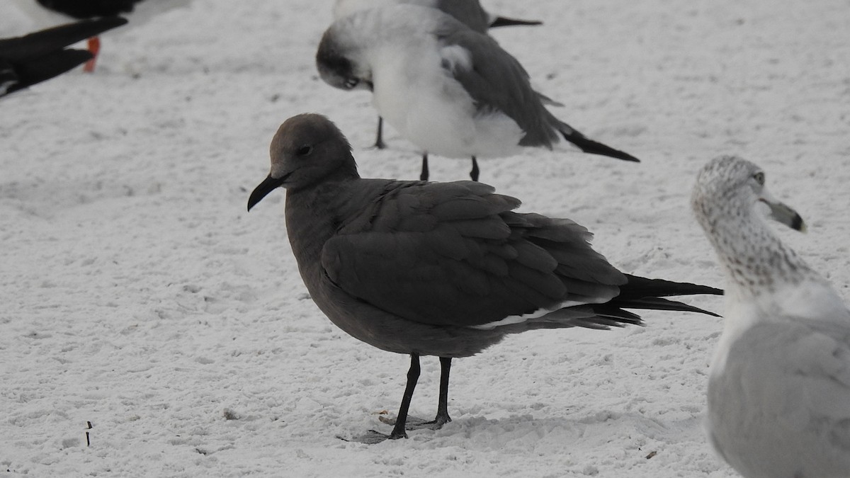 ハイイロカモメ - ML647639473