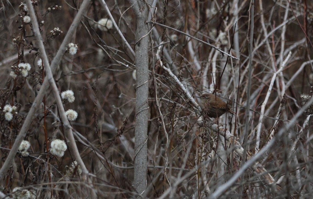 ミソサザイ - ML647639508