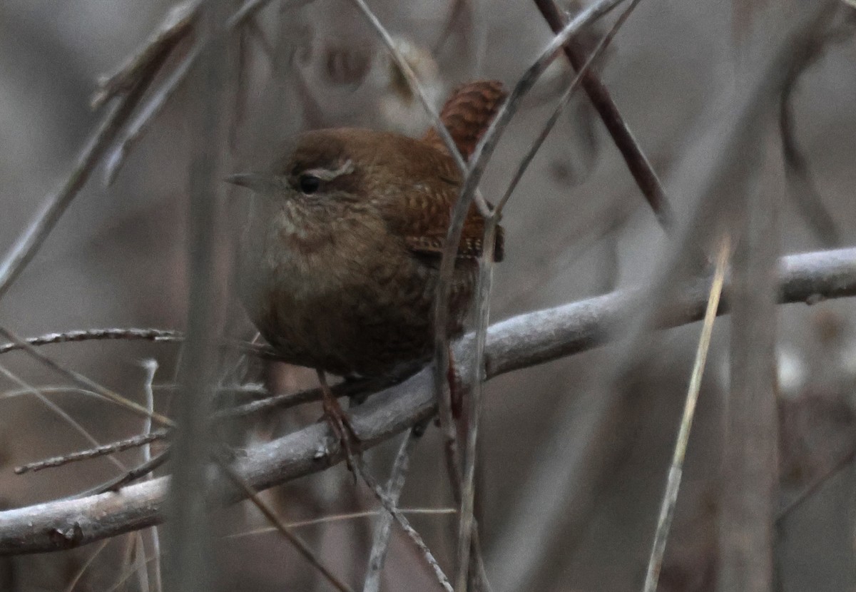 ミソサザイ - ML647639509