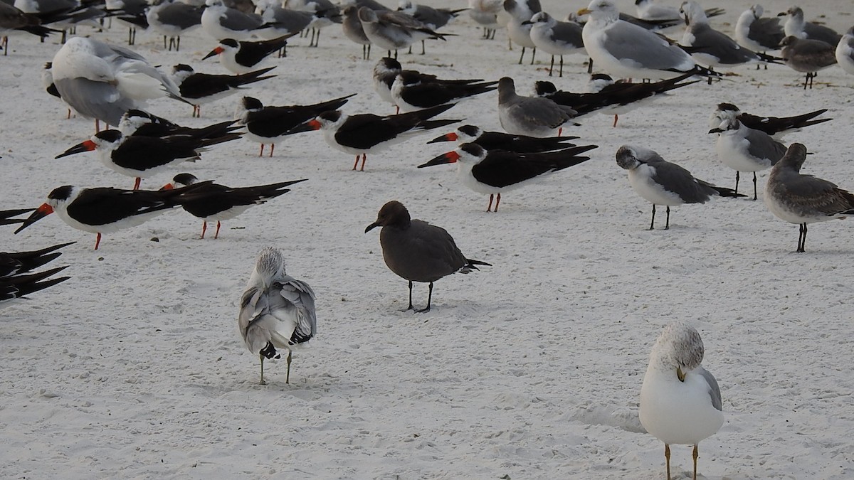 ハイイロカモメ - ML647639517