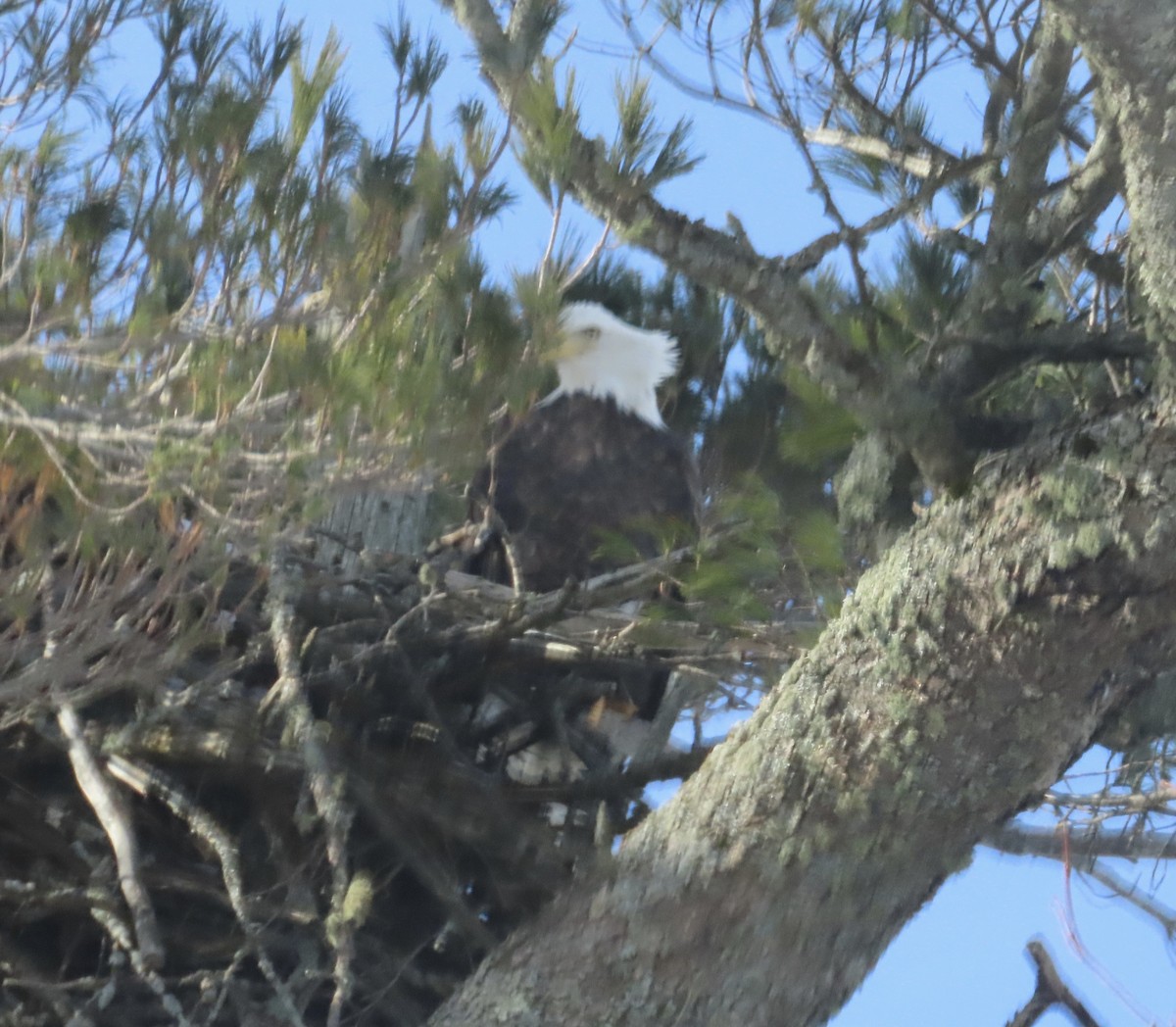 עיטם לבן-ראש - ML647639539