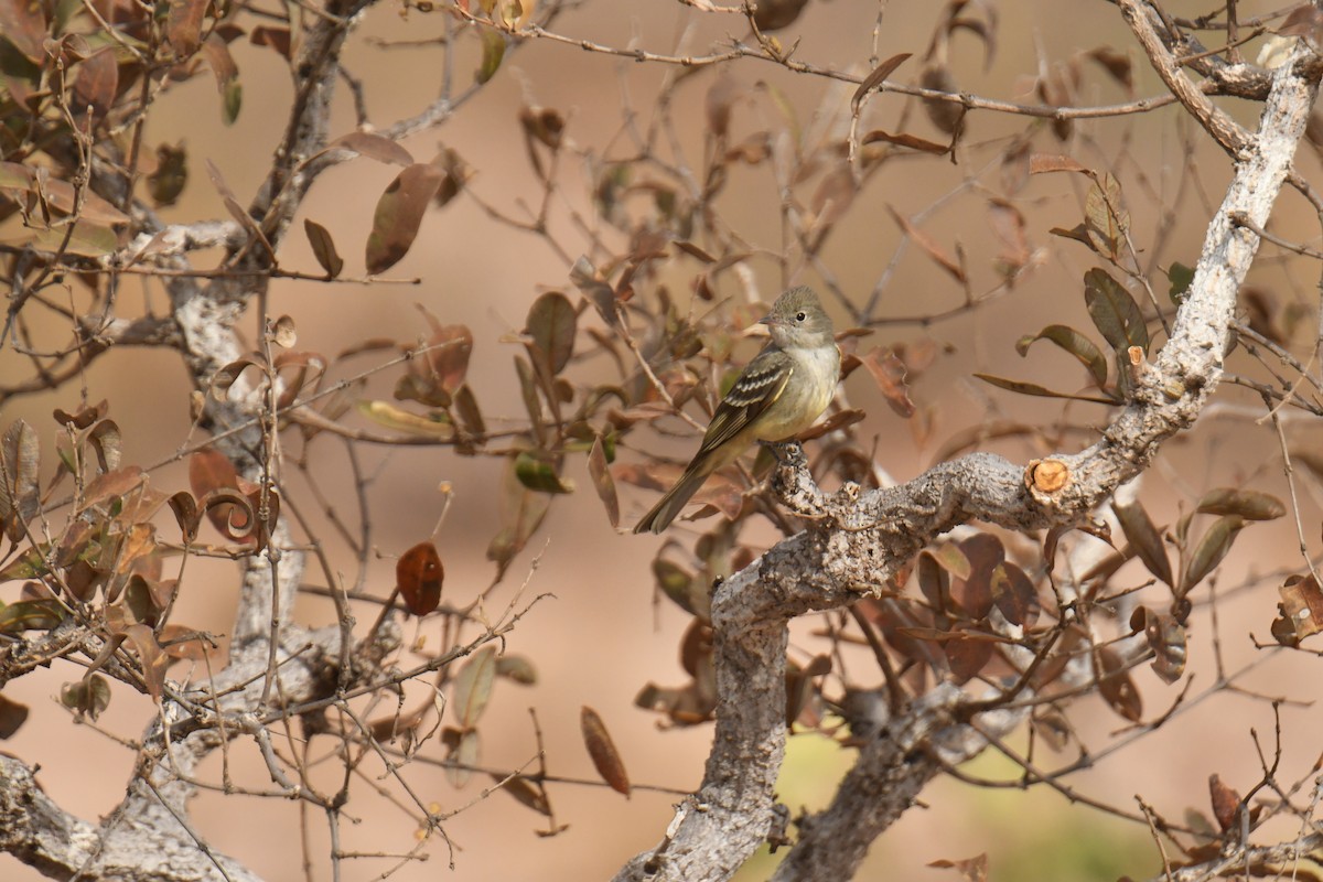 Southern Scrub-Flycatcher - ML647639540