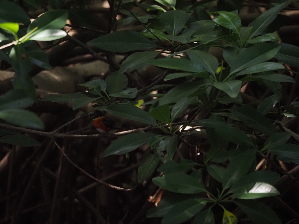 bronseisfugl - ML647639541