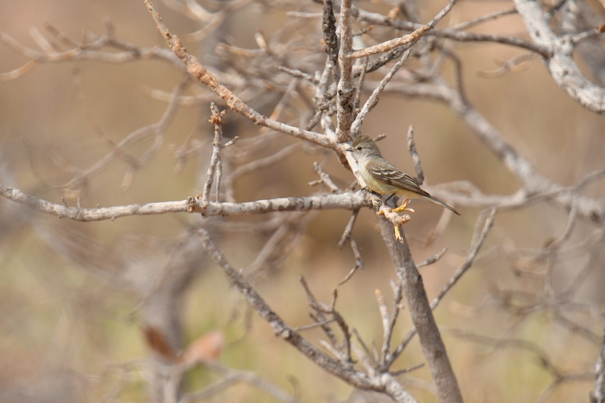 Southern Scrub-Flycatcher - ML647639542