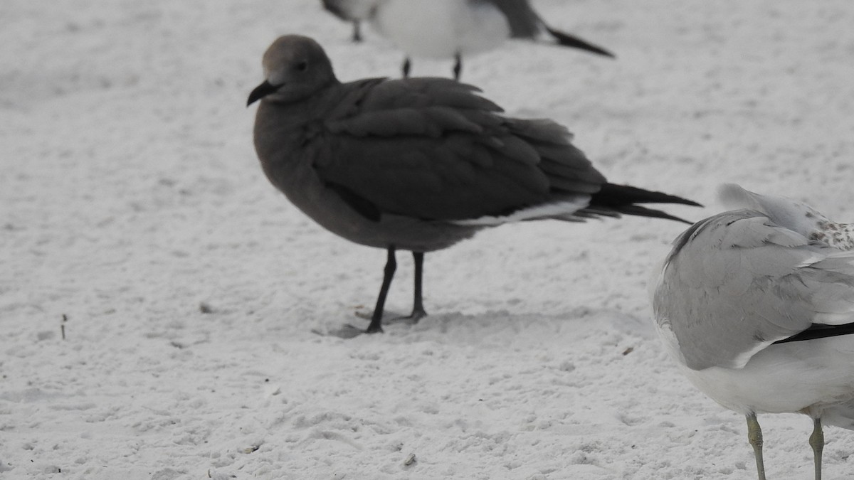 ハイイロカモメ - ML647639544