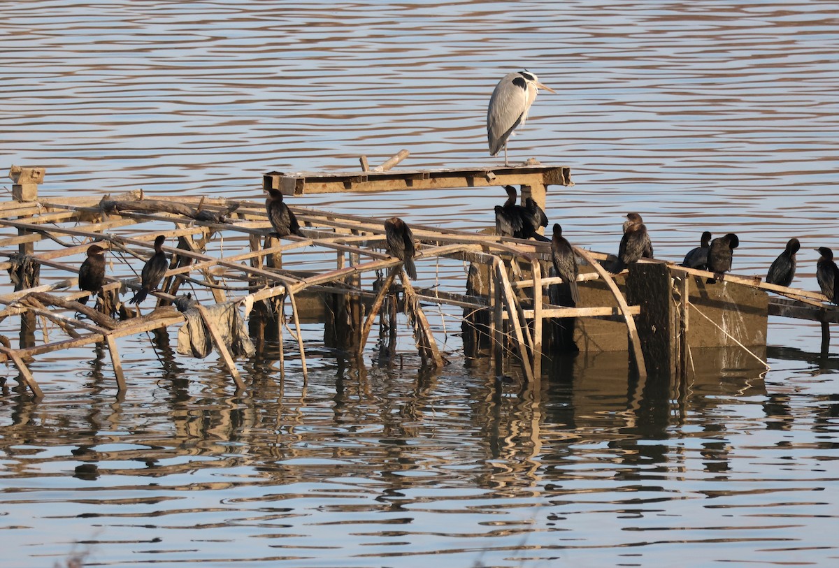 Баклан малий - ML647639569