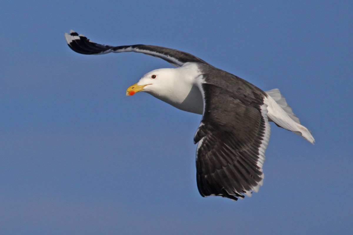 Great Black-backed Gull - ML647639570