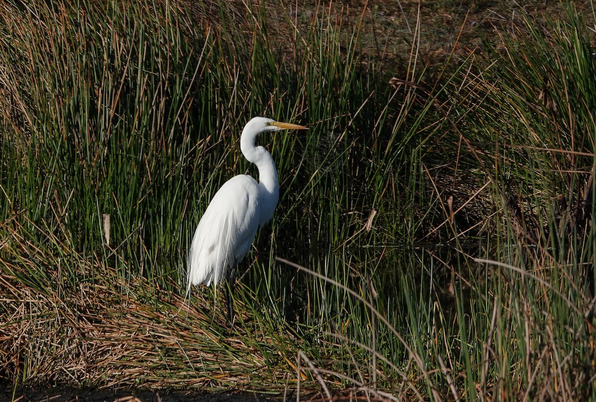 Koartza zuria - ML647639573