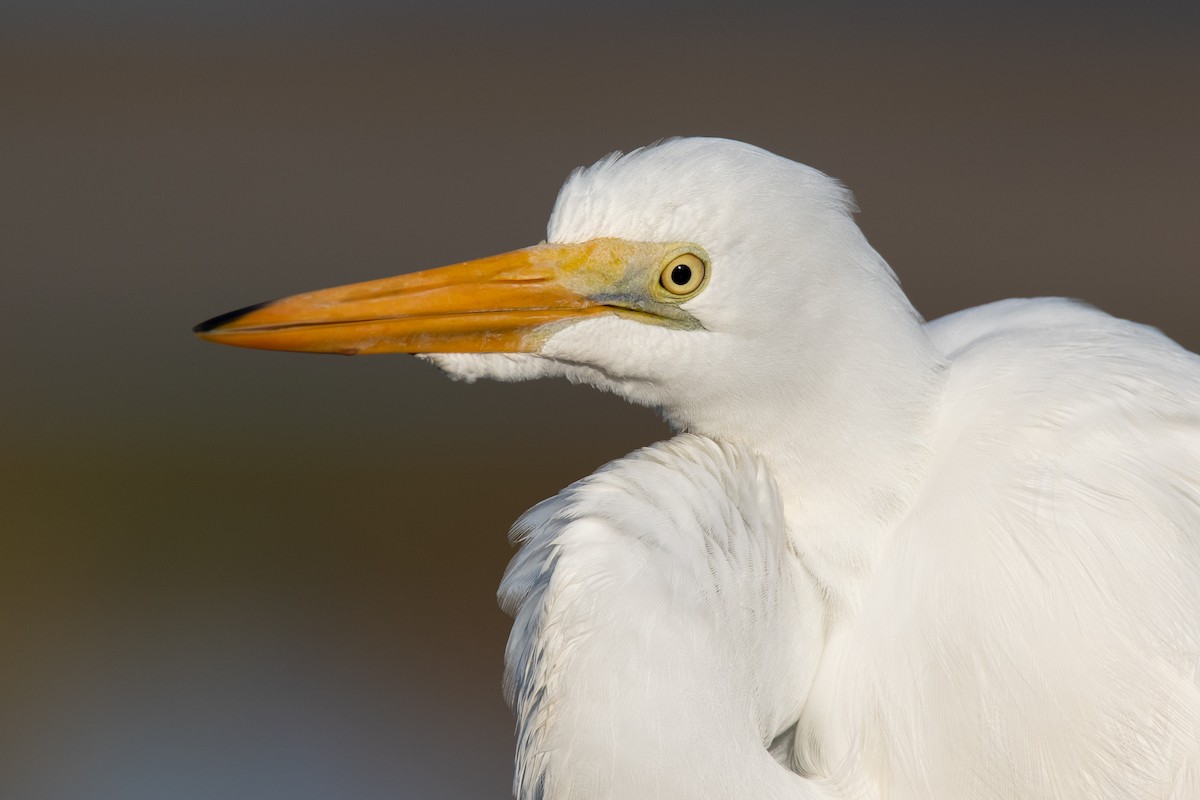 Koartza zuria - ML647639574