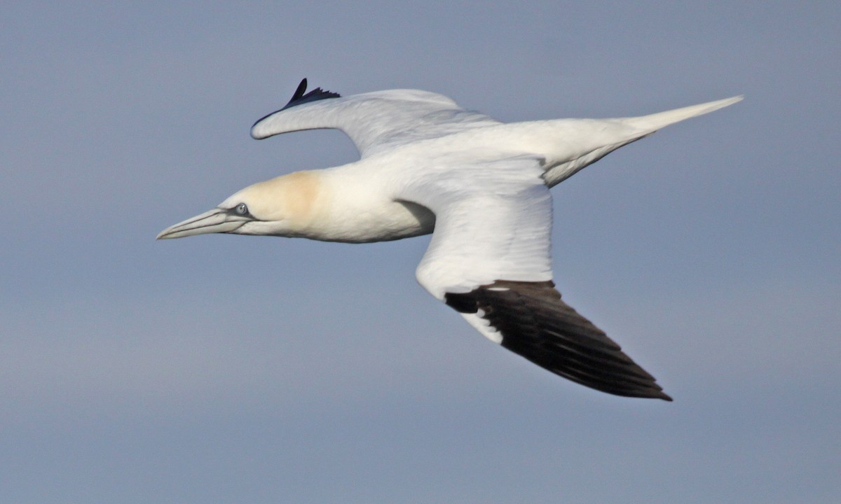 סולה מצויה - ML647639583