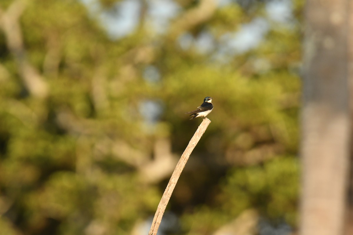 Ak Sokumlu Kırlangıç - ML647639631