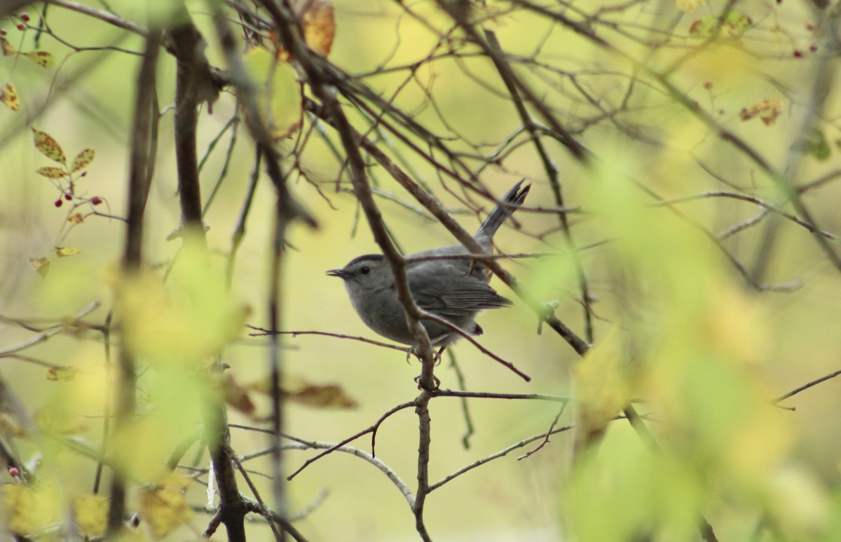 Miaulari grisa - ML647639647