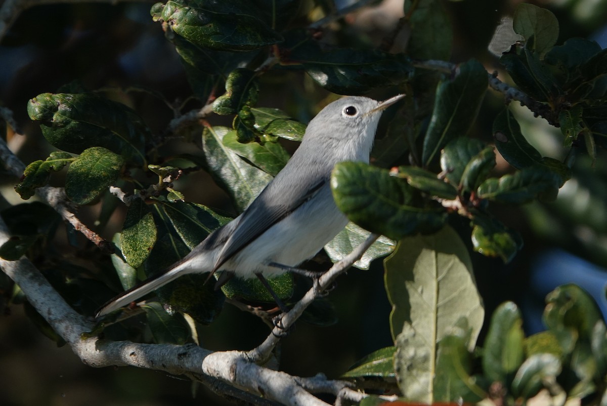 Blue-gray Gnatcatcher - ML647639655