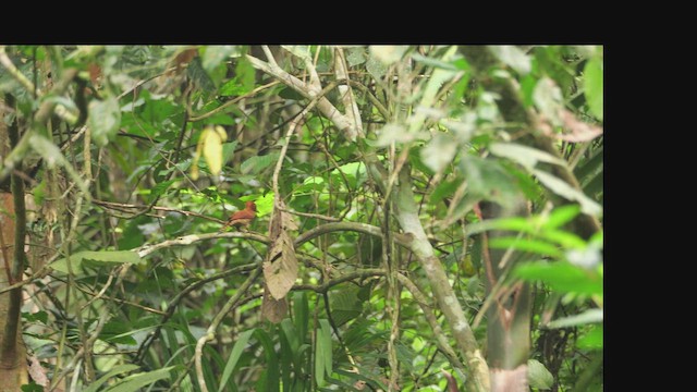 Cinnamon Woodpecker - ML647639661