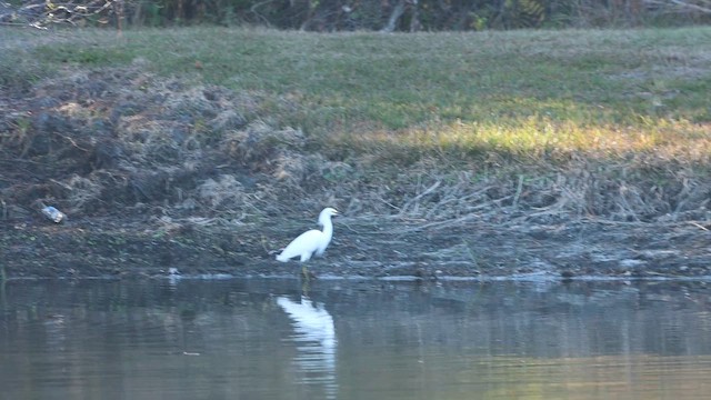 Snowy Egret - ML647639668