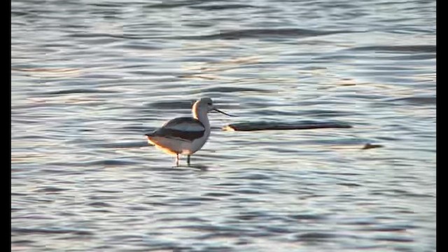 American Avocet - ML647639763