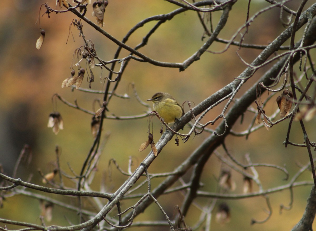 Palm Warbler - ML647639794