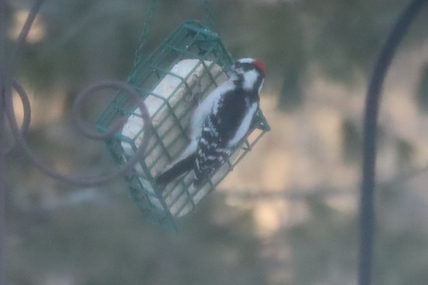 Yumuşak Tüylü Ağaçkakan - ML647639811