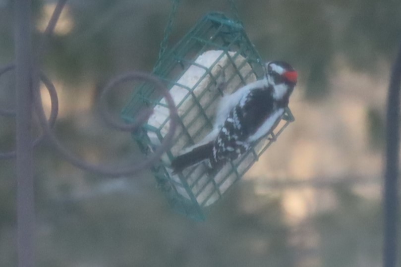 Yumuşak Tüylü Ağaçkakan - ML647639821