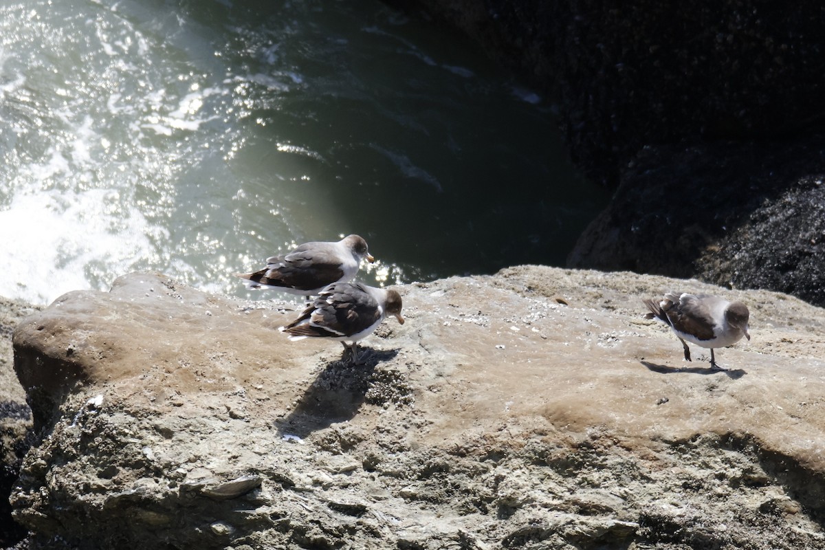 Dolphin Gull - ML647639822