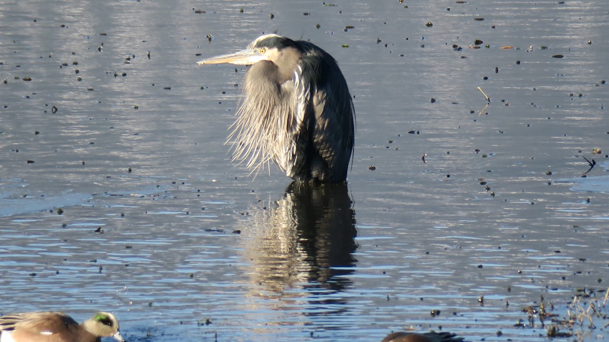Great Blue Heron - ML647639824